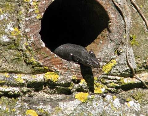 Melanistic adult © Sarah Patton